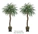 TWO 8' Artificial Phoenix Coconut Palm Trees with BENDABLE Trunks, with No Pot