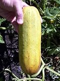 Uzbekski Cucumber 7 Seeds - B000WZJS2Y