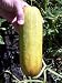 Uzbekski Cucumber 7 Seeds