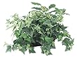 Pack of 2 Artificial Mixed Hosta, Ivy & Spider Plants With Ledge Baskets 18"