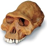A Afarensis Cranium W/Stand