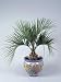 Close-Up of a Jelly Palm Plant in a Pot (Butia Capitata) Photographic Poster Print by G. Cigolini, 30x40