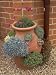 Alpines in Terracotta Container: Dianthus, Sempervivum, Raoulia Saxifraga Photographi...