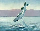 William Goadby Lawrence Fishing Paintings - Snook Art Print