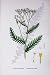 Botany Plants C1902 Tansy Leaved Yarrow Achillea Flower