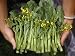 Woman Holds Out Fresh Cut Choy Sum Greens in a Food or 'Wet' Market Photographic Poster Print by Eightfish , 18x24