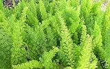 Fern Foxtail Asparagus Meyeri Bush Ground Cover 4 inch potted plant
