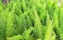 Fern Foxtail Asparagus Meyeri Bush Ground Cover 4 inch potted plant