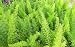 Fern Foxtail Asparagus Meyeri Bush Ground Cover 4 inch potted plant