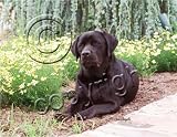 Labrador Retriever Black Mouse Pad - Barbara Augello Collection
