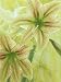 Amaryllis Flowers (Hippeastrum), Giraffe Variety, Showing the Pistil and Stamens with Pollen Photographic Poster Print by Wally Eberhart, 24x32