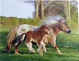 Shetland Pony Computer Mouse Pad