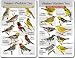 Identiflyer Songcard - Western Warbler Identificaion System