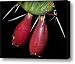 Prickly Pears and Thorns Canvas Print / Canvas Art - Artist Walt Foegelle