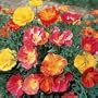 250 California Poppy Flower Seeds Thai Silk Poppies Mix.One Stop Poppy Shoppe� Brand.