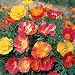 250 California Poppy Flower Seeds Thai Silk Poppies Mix.One Stop Poppy Shoppe� Brand.