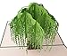Lovepop Willow Tree 3D Pop-Up Greeting Card