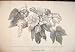 Cotton Plant Blossom Boll Involucre Flower Fauna