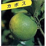 日本料理に重宝される調味料　カボス　(苗木)