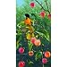 Orchard 500pc Jigsaw Puzzle by M.Hanson