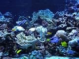 Underwater - 36W x 27H - Peel and Stick Wall Decal by Wallmonkeys