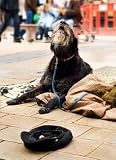 Homeless Begging Dog Howling at Passers By. - 24