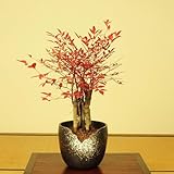 盆栽:姫南天(瀬戸焼鉢)*