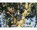 Photographic Prints of CH-3874 Wild Fig Fruit from Ardea Wildlife Pets