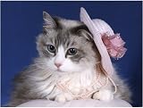 Pet Star Notecards - Ragdoll Cat