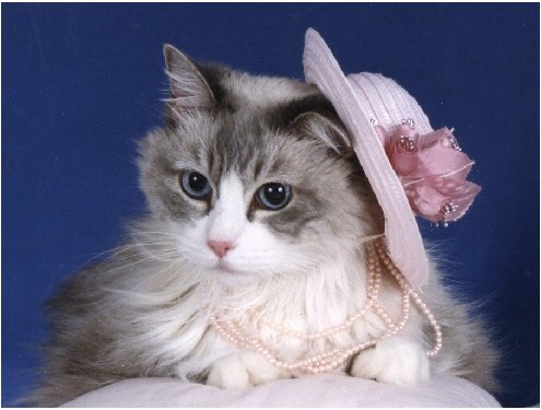 Pet Star Notecards - Ragdoll Cat