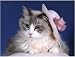   - Pet Star Notecards - Ragdoll Cat