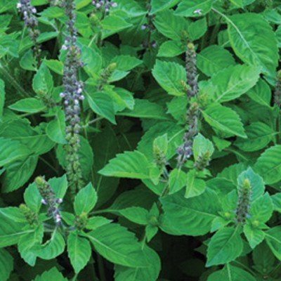 Ocimum basilicum - Basilikum 