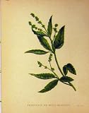 Perennial Dog'S Mercury Plant C1880 Botanical Print