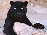 BLACK PANTHER 11362 CROSS STITCH CHART