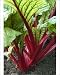 Photographic Prints of Swiss Chard - planted within the parterre, both practical a colourful display from Ardea Wildlife Pets