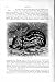 Natural History 1894-95 Paca Rodent Animal Print