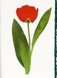 Spring Note Card, Easter, Mother's Day Card or Any Day Greeting Card - Tulip