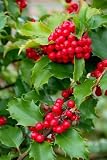 Yuletide Holly Berries - 24