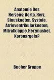 Anatomie Des Herzens: Aorta, Herz, Sinusknoten, Systole, Atrioventrikularknoten, Mitralklappe, Herzmuskel, Koronargefass-