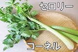 【生産農場直送】 セロリ苗 【コーネル】セロリ 葉菜苗 4株入りパック プロ農家も使う葉菜苗 野菜苗 ガーデニング 家庭菜園
