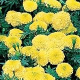 Marigold Seeds - Marigold Antigua Yellow Hybrid Seeds
