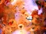 Mission to Io