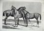 1866 Prize Horses Agricultural Islington Hunter Hack