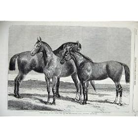 1866 Prize Horses Agricultural Islington Hunter Hack