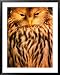Owl (Order Strigiformes), USA Framed Art Poster Print by John Hay, 31x39