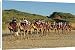 Canvas Prints of Camel rides, Cable Beach, Broome, Kimberley, Western Australia, Australia, from Robert Harding