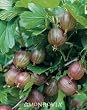 Pixwell Gooseberry Two Gallon Plant by Monrovia Growers