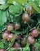Pixwell Gooseberry Two Gallon Plant by Monrovia Growers