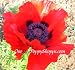50 Poppy Seeds. Great Red Poppies. Papaver.