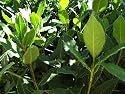 9GreenBox - Sweet Bay Laurel Herb -Laurus Nobilis- 4" Pot